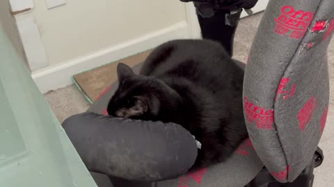 Cute Precious Piper Peeks Up Over the Chair Arm - My Adopted Shelter Cat Vlog