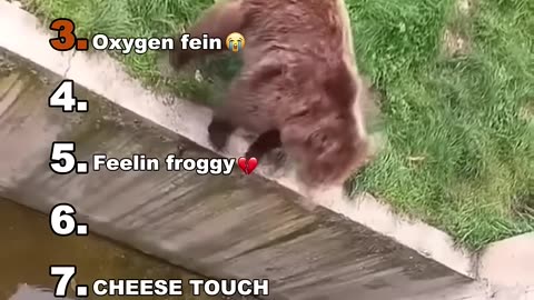 Funny Animal