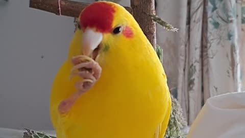 Busy Beak Chocobo