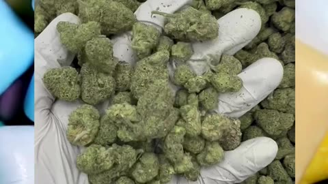 Bubble Gum Runtz 33% THCa | Candy Gas Hybrid | Sleepy, Tingly & Relaxing | Wholesale #thcahemp