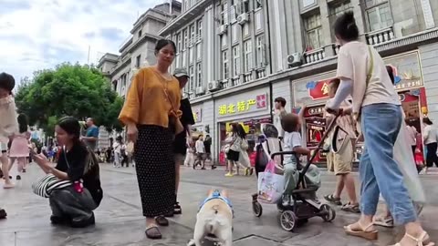 The dog played skateboard and made an extreme drift, so cool