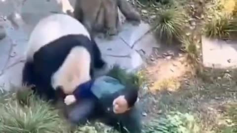 "Panda Attacks Zookeeper 🐼⚠️ | Real Zoo Incident Caught on Camera | She’s Safe