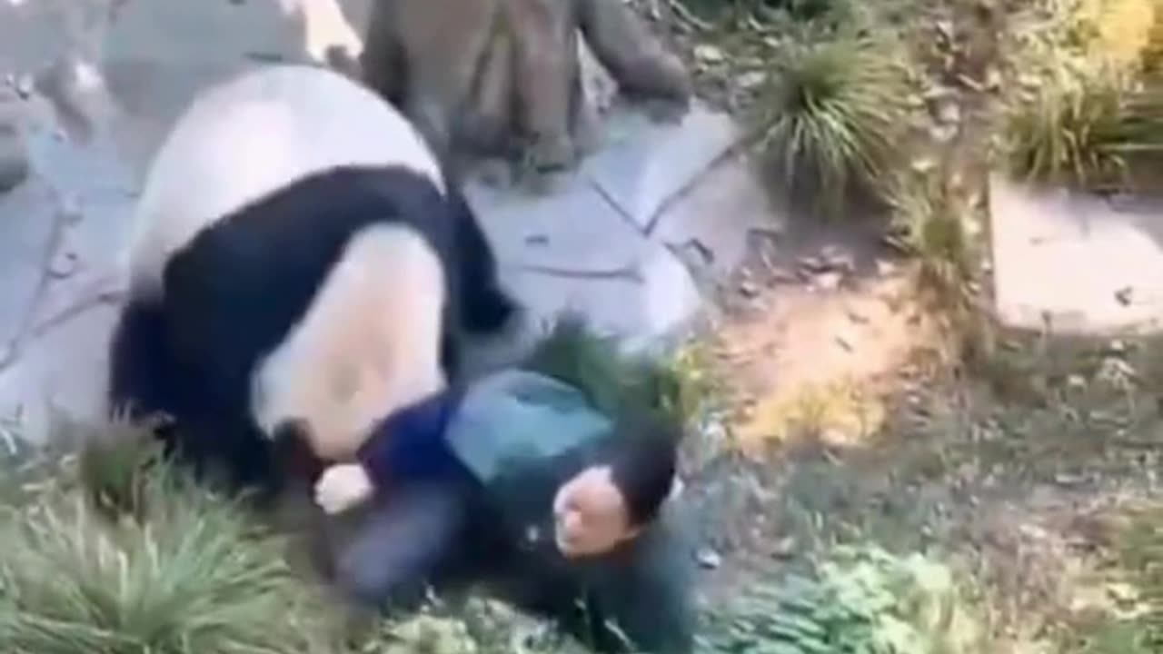 "Panda Attacks Zookeeper 🐼⚠️ | Real Zoo Incident Caught on Camera | She’s Safe
