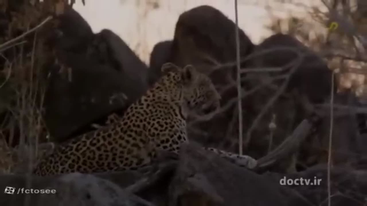 animals
