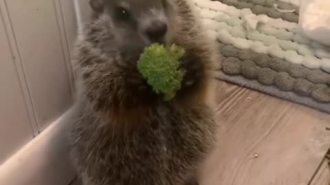 hungry little beavers
