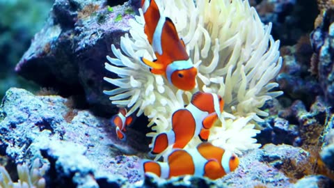Ultra HD Aquarium Therapy – Coral Reef & Tropical Fish with Sleep-Inducing Tunes