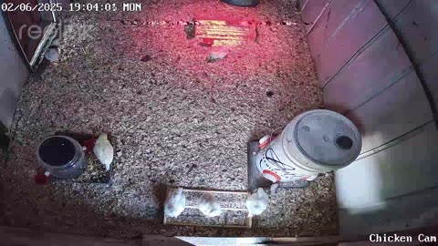 Millar Time Chicken Cam