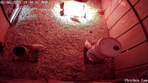 Millar Time Chicken Cam