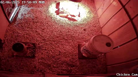 Millar Time Chicken Cam