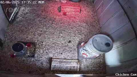 Millar Time Chicken Cam