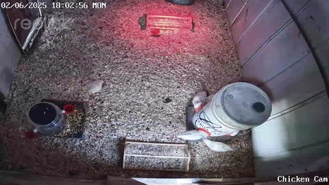 Millar Time Chicken Cam