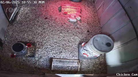 Millar Time Chicken Cam