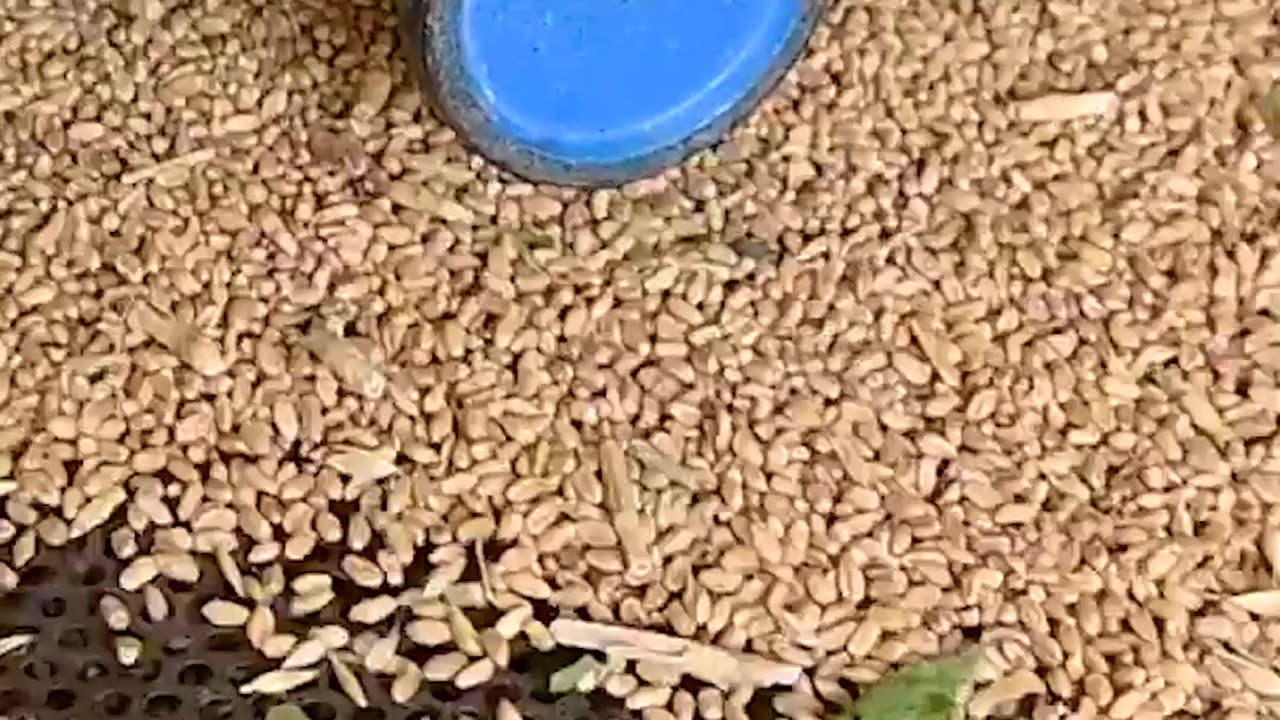 This Genius Machine Turns Filthy Wheat Into Spotless Grain