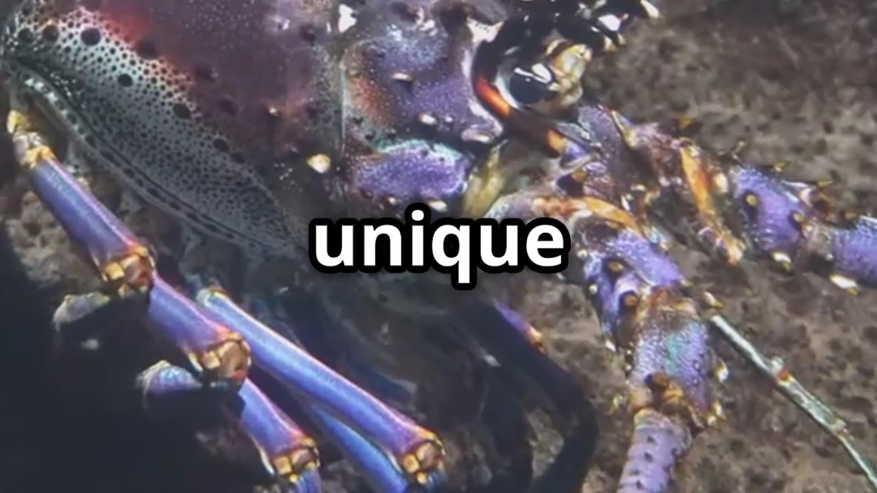 🦞 Lobsters The Leg Tasting Sensations of the Sea 🦞