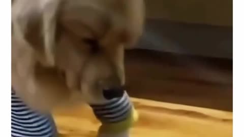 When Dramatic Dogs get injured 😂