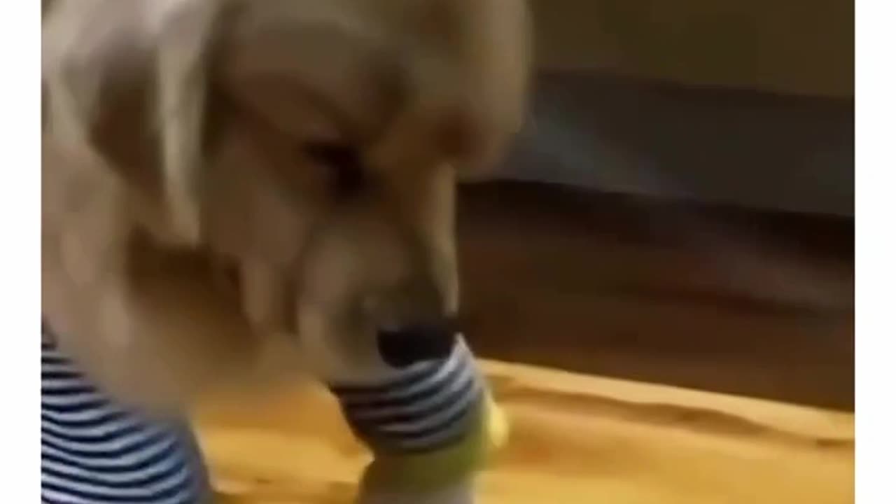 When Dramatic Dogs get injured 😂