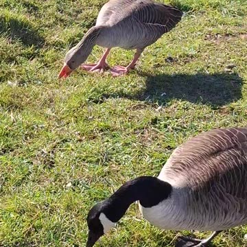 Geese Munching Session