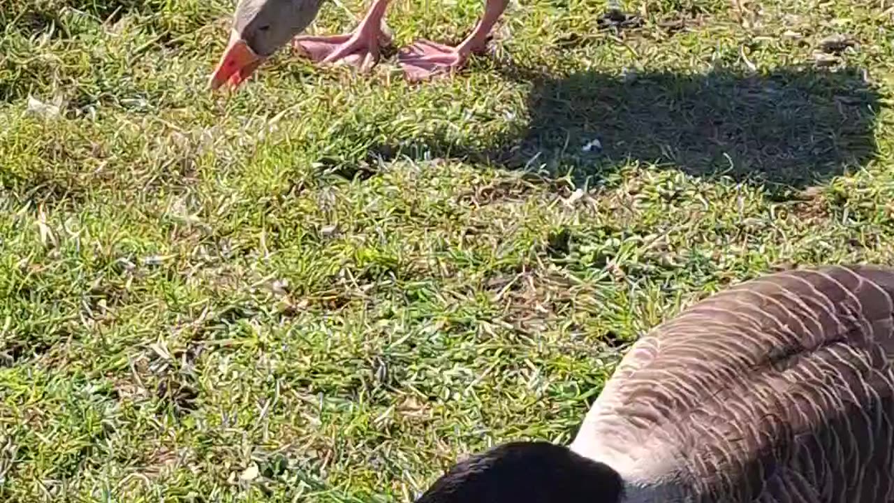 Geese Munching Session
