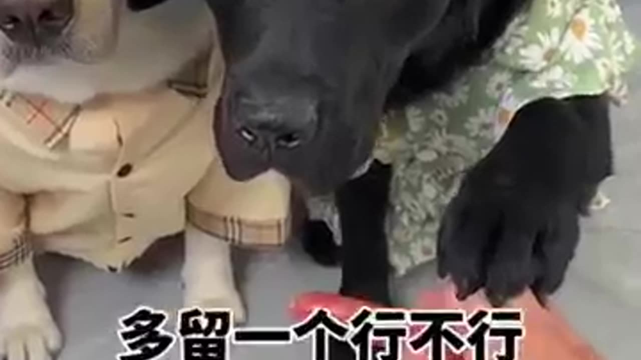 Seriously__Not_Again!_😤🐶