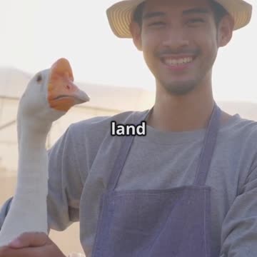 Why Farm Geese Are Better Than Guard Dogs at Protecting Chickens?