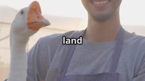 Why Farm Geese Are Better Than Guard Dogs at Protecting Chickens?