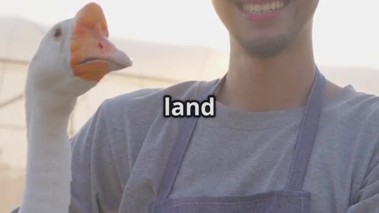 Why Farm Geese Are Better Than Guard Dogs at Protecting Chickens?