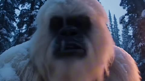 Yetti's Vlog #16