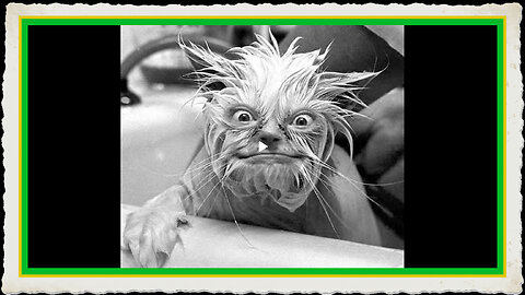 BOND MARKET HAS CRACKED, RUN FOR GOLD, RUN