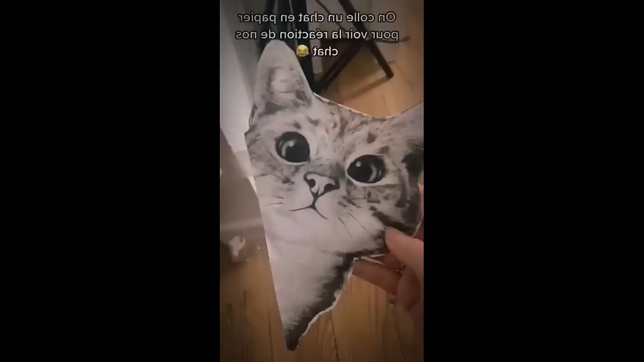 cat prank fek cat