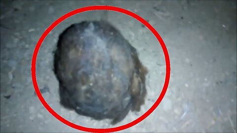 Alien or unknown creature found in the basement