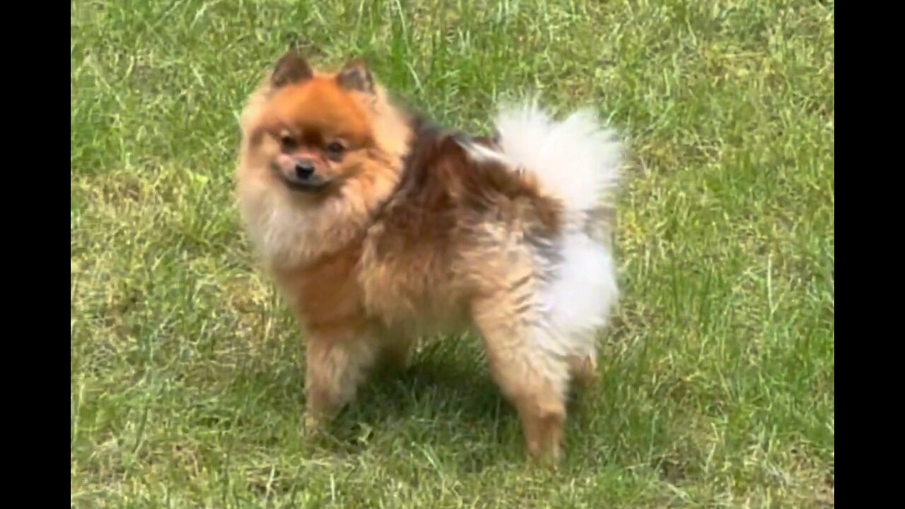 ALPHA: Watch As Tiny Dog Shows A Curious Black Bear Who's Boss