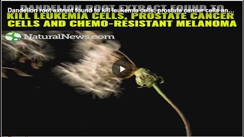 "Dandelion Root's Role in Eliminating Leukemia, Prostate Cancer, and Chemo-Resistant Melanoma"