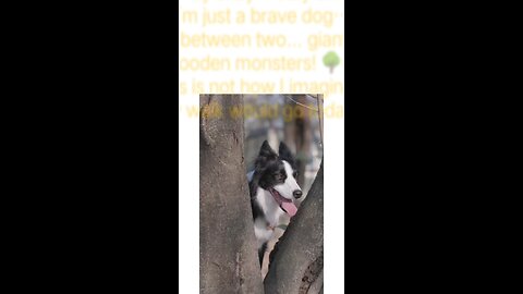 "Dog Stuck Between Two Trees"