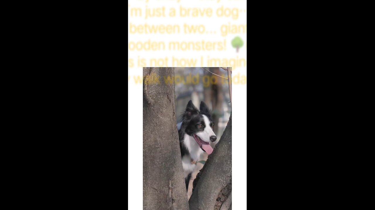 "Dog Stuck Between Two Trees"