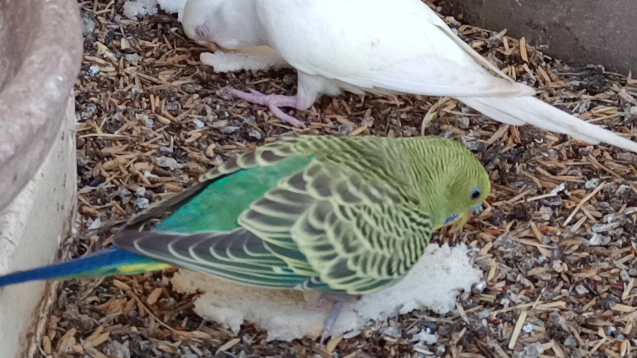 cute lovebirds relaxing sounds | amazing budgies sounds