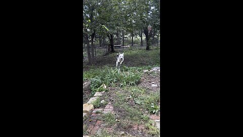 Floki checking out the fence