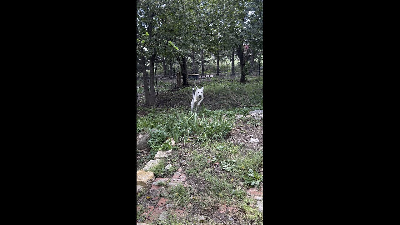 Floki checking out the fence