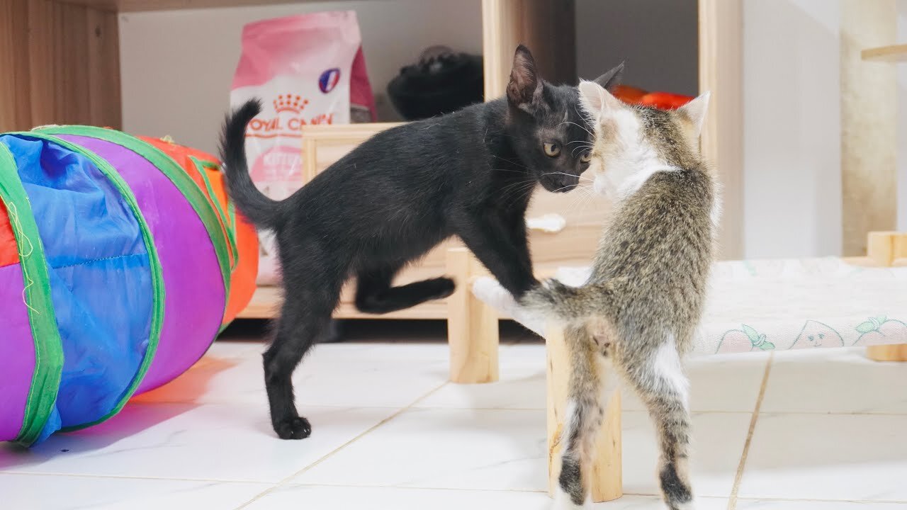 Little Mimi is angry with the black kittens. They fight, grab the doll - it's so cute