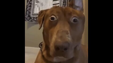 Sh!tpost