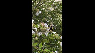 Bumble bees are enjoying all this Tx rain.