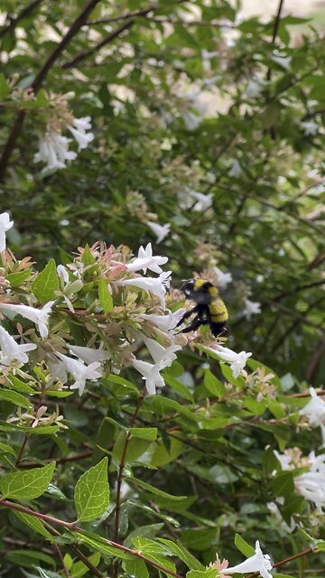 Bumble bees are enjoying all this Tx rain.