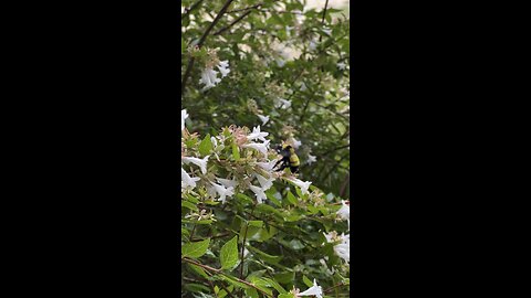 Bumble bees are enjoying all this Tx rain.