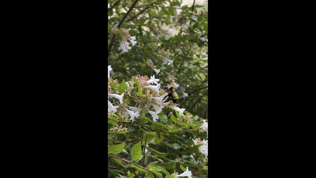 Bumble bees are enjoying all this Tx rain.