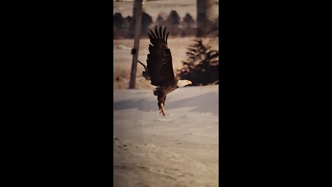 Saint George and The Red Cross!+!