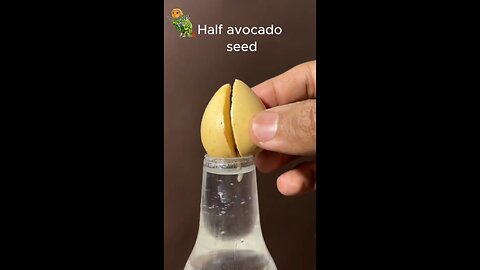 30 Days Avocado Seed Growth | Cracked Avocado Seed Time-Lapse | Indoor Gardening