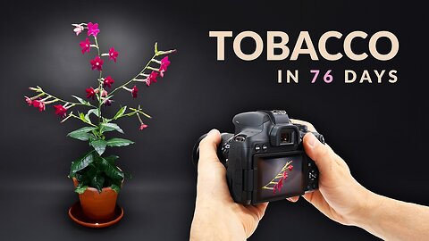 I Grew Tobacco From Seed │Timelapse