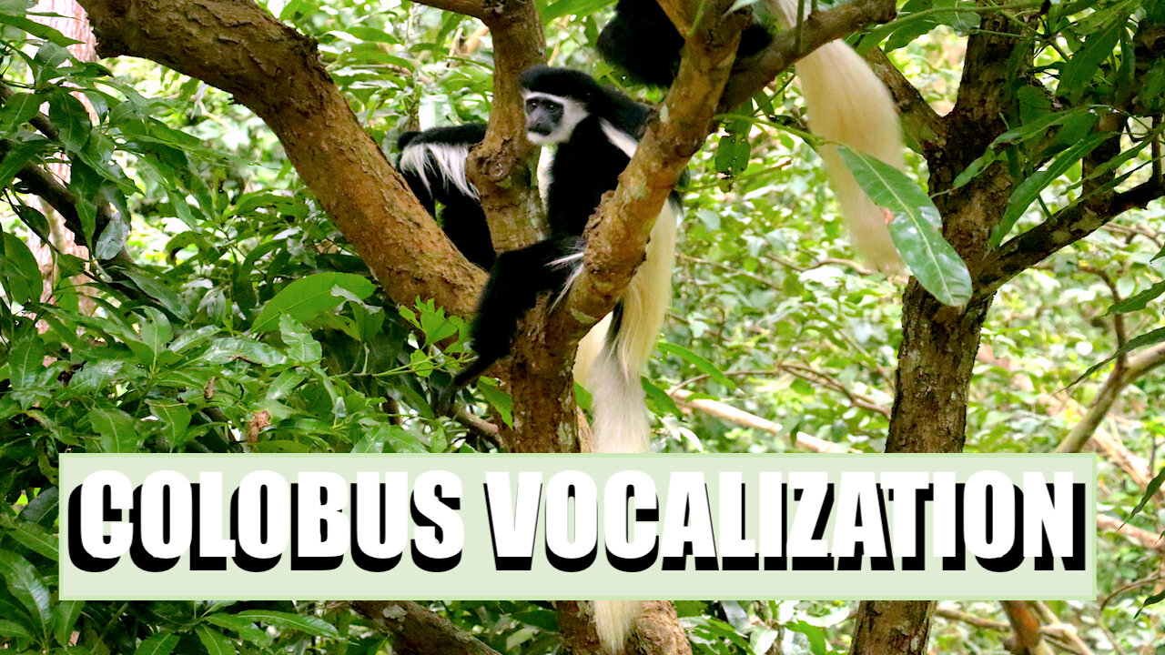 Black-and-White Colobus Vocalization | Guereza Colobus