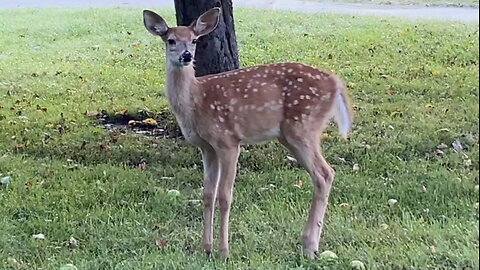 Fawn Stops by an Apple Tree