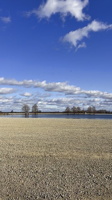 Geese Landing for a Nice Rest