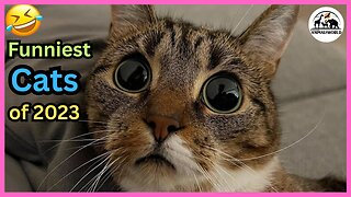 Funny Animal Videos 2023 - Funny Cats _ Dogs